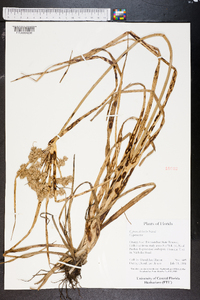 Cyperus distinctus image