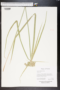 Cyperus distinctus image