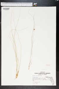 Cyperus filiculmis image