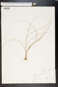 Cyperus filiculmis image