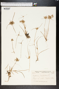 Cyperus flavescens image