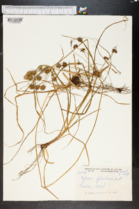 Cyperus globulosus image