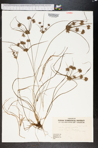 Cyperus globulosus image