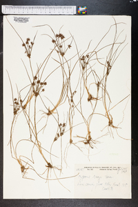 Cyperus grayi image