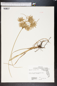 Cyperus lecontei image