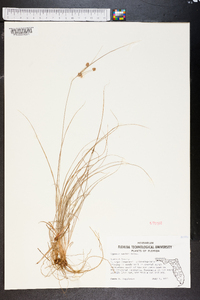 Cyperus nashii image