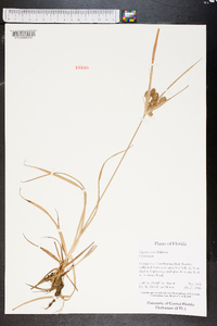 Cyperus ovatus image