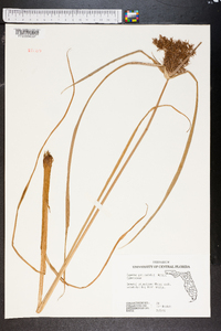 Cyperus paniculatus image