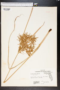 Cyperus planifolius image