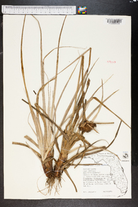 Cyperus planifolius image