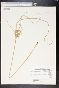 Cyperus pseudovegetus image