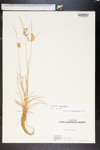 Cyperus pseudovegetus image