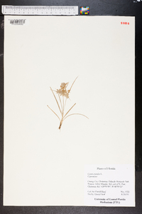 Cyperus pumilus image