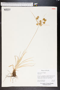 Cyperus retrorsus image