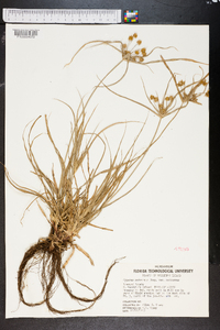 Cyperus retrorsus image