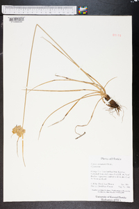 Cyperus surinamensis image