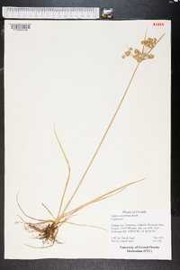 Cyperus surinamensis image