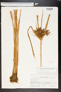 Cyperus tetragonus image