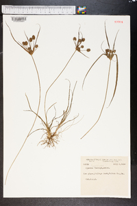 Cyperus torreyi image