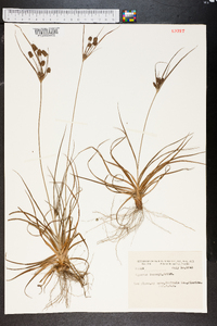 Cyperus torreyi image