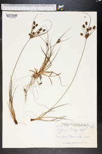 Cyperus torreyi image