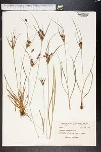 Cyperus torreyi image