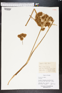 Cyperus virens image