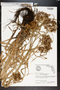 Cyperus virens image