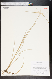 Rhynchospora colorata image