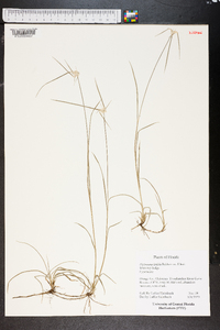 Dichromena latifolia image