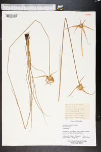 Dichromena latifolia image