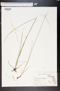 Dichromena latifolia image