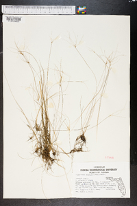 Eleocharis baldwinii image