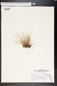 Eleocharis baldwinii image