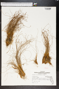 Eleocharis baldwinii image