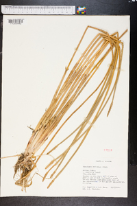 Eleocharis cellulosa image