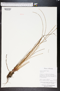 Eleocharis elongata image