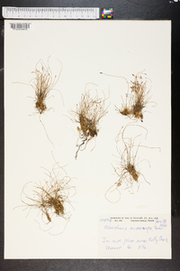 Eleocharis microcarpa image