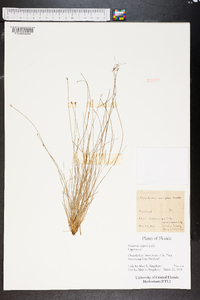 Eleocharis vivipara image