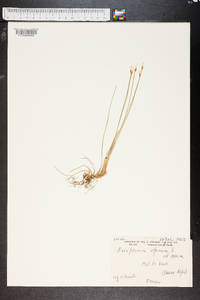 Eriophorum alpinum image