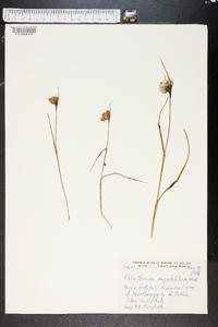 Eriophorum angustifolium image