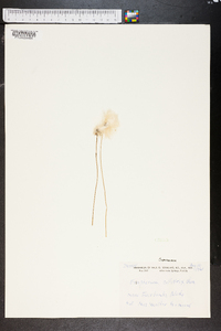 Eriophorum callitrix image