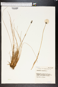 Eriophorum vaginatum image