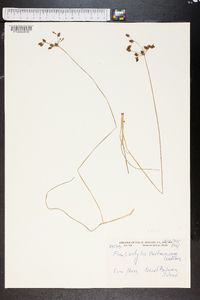 Fimbristylis annua image