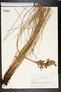 Fimbristylis castanea image