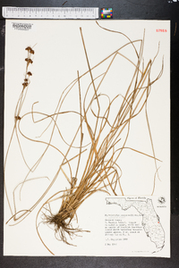 Fimbristylis castanea image