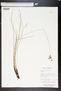 Fimbristylis dichotoma image