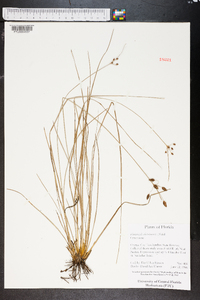 Fimbristylis dichotoma image