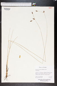 Fimbristylis puberula image