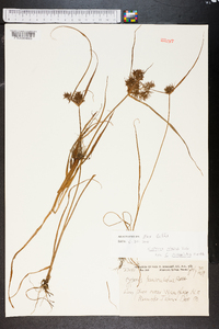 Cyperus paniculatus image